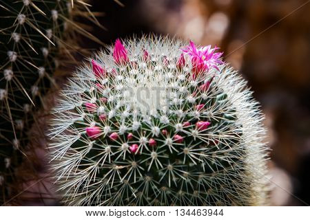 Spiny Pincushion Cactus