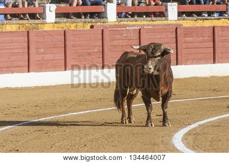 Andujar SPAIN - September 10 2011: Bull about 650 Kg in the sand Andujar Spain