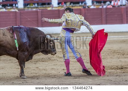 Andujar Spain - September 10 2011: The Spanish Bullfighter David Valiente bullfighting with the crutch in the Bullring of Andujar Spain