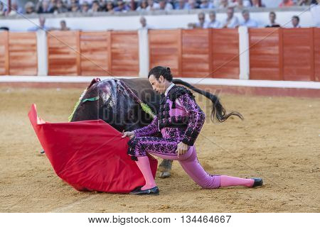 Pozoblanco Spain - September 24 2011: The Spanish Bullfighter Finito de Cordoba bullfighting with the crutch in the Bullring of Pozoblanco Spain