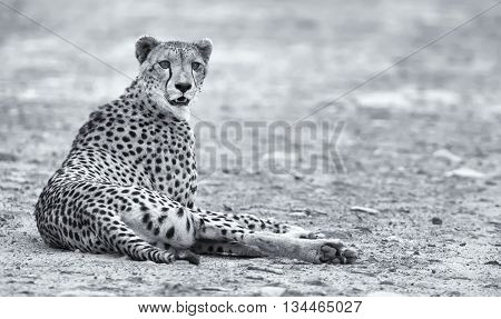 Lone cheetah laying on a road at dusk to rest