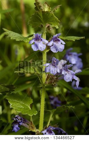 Ground Ivy - Glechoma hederacea 
Blue Flower