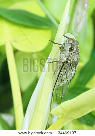 Cicada on a green tree in summer