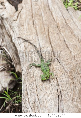 Young black spiny-tailed iguana rests on a weathered log in the rain forest
