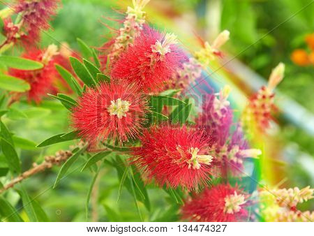 Callistemon flowers red tree and rainbow nature background