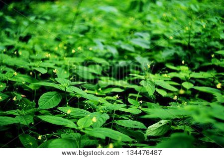 Summer colored landscape in green blossoming wood