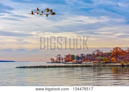 Canada Geese flying over the Chesapeake Bay in Maryland in Autumn