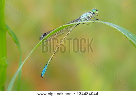 Dewy Dragonfly on the blade of grass.