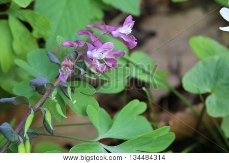 Corydalis Cava, A Species Of Fumewort, With Blossoms