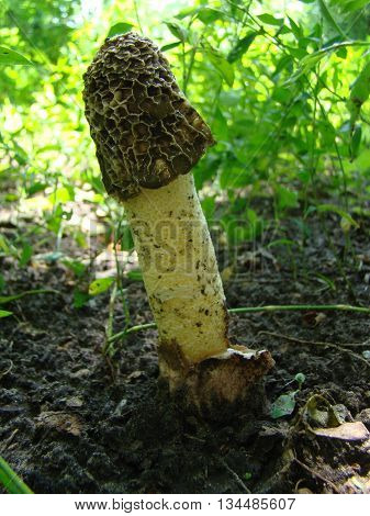 mushroom Veselkathe fruit is a white porous stem with a noble simplicity hat covered with mucus