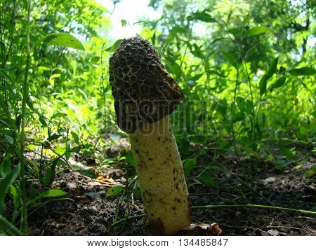 mushroom Veselkathe fruit is a white porous stem with a noble simplicity hat covered with mucus