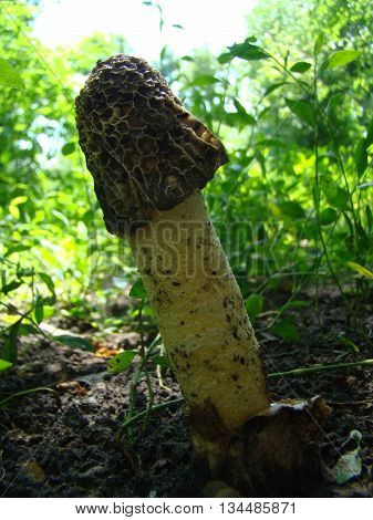 mushroom Veselkathe fruit is a white porous stem with a noble simplicity hat covered with mucus