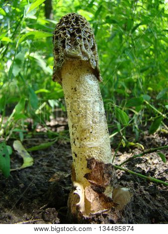 mushroom Veselkathe fruit is a white porous stem with a noble simplicity hat covered with mucus