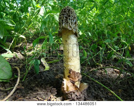 mushroom Veselkathe fruit is a white porous stem with a noble simplicity hat covered with mucus