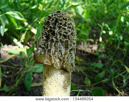 mushroom Veselkathe fruit is a white porous stem with a noble simplicity hat covered with mucus