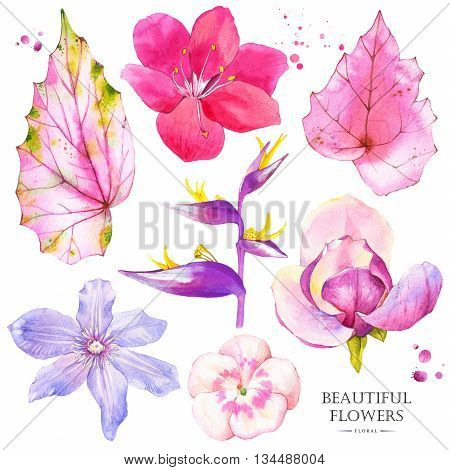 Watercolor collection of pink lily, magnolia, strelitzia, begonia, geranium and clematis. Handmade painting on a white background.