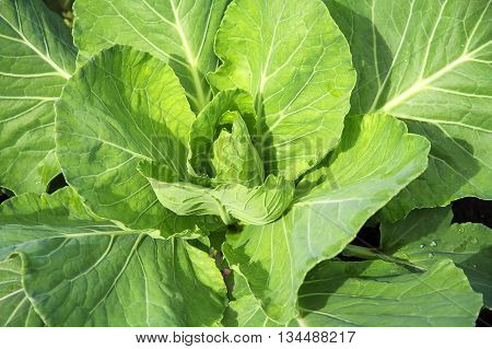 the young early head fresh green cabbage large crisp leaves