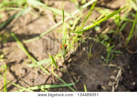red ladybug sits on a grass leaf