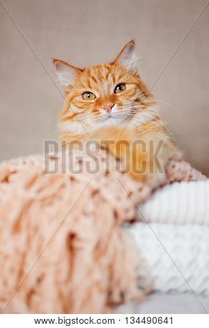 Cute ginger cat lies on pile of knitted woolen clothes. Warm knitted sweaters and scarfs are folded in heap. Cozy home background with fluffy pet.