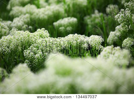 White carum carvi flowers vibrant natural background.