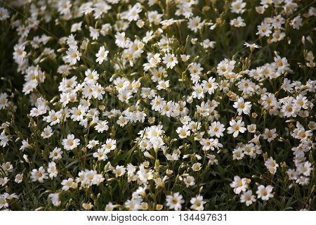 Small white flowers spring natural flowerbed background.
