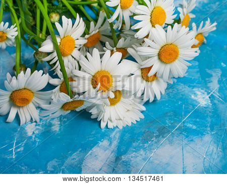 Summer Floral card with chamomile flower over blue vintage painted wooden background.