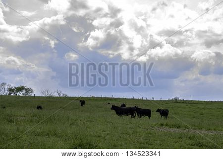 Background of black Angus cattle in a green pasture with blue sky and clouds