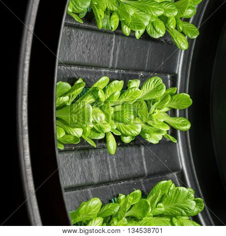 Cultivation of plants by placing the roots in liquid nutrient solutions rather than in soil; soilless growth of plants.