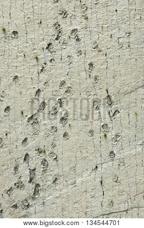 Dinosaur Tracks On The Wall Of  Cal Orko, Sucre, Bolivia
