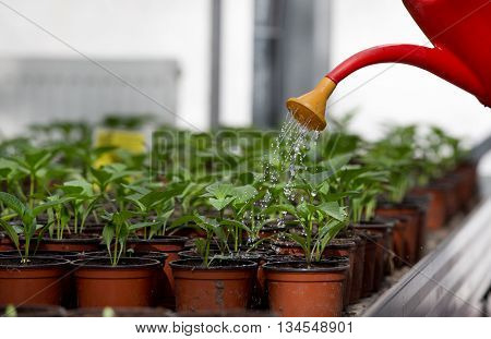 Human hand holding watering can and watering young sprouts in flower pots