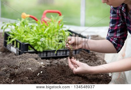 Farmer Girl Tranplanting Herb