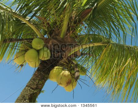 Cocco 1