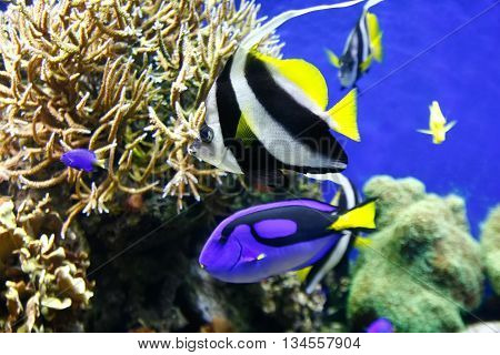 Blue surgeonfish (Paracanthurus hepatus) also known as the blue tang. Wild life animal.
