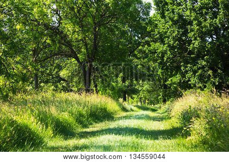 Deserted grassy farm track through leafy green woodland landscape in spring or early summer