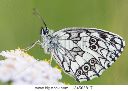 Marbled white butterfly (Melanargia galathea) on green background
