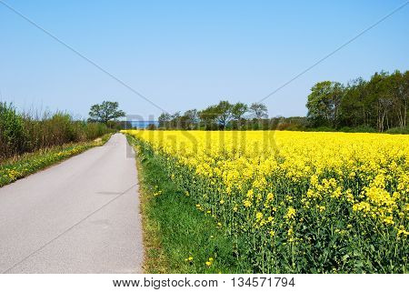 Narrow country road in a bright spring landscape