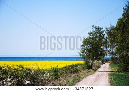 Gravel road to the coast through a bright rural landscape