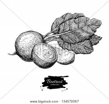 Beetroot hand drawn vector. Vegetable engraved style illustration. Isolated Beetroot and sliced pieces. Detailed vegetarian food drawing. Farm market product.