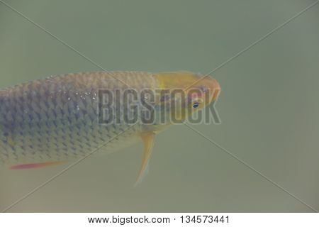 living common rudd (Scardinius erythrophthalmus) under water