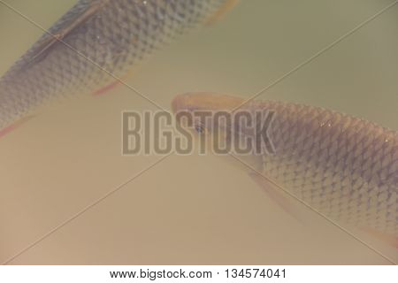 Two living swimming common rudds (Scardinius erythrophthalmus)