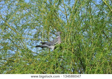 Common wood pigeon. Wild forest pigeon. The common wood pigeon (Columba palumbus) is a large species in the dove and pigeon family.