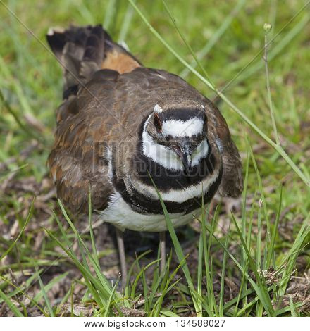 Killdeer on grass mad because the nest is nearby the photographer
