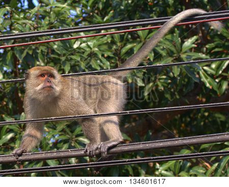 male Long-tailed Macaque walking power lines near Tang Kuan Hill lift station, Songkhla, Thailand