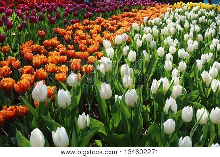 Orange dark red and white tulip bulbs about to bloom