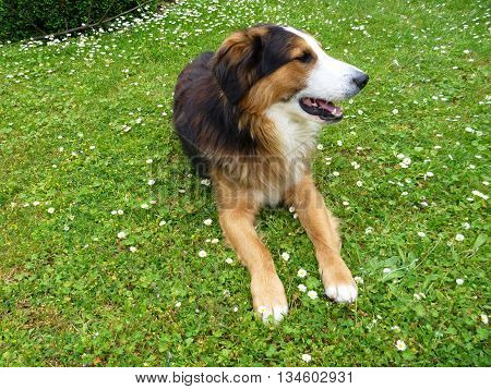 Young Bern Sheppard Dog On A Green Grass