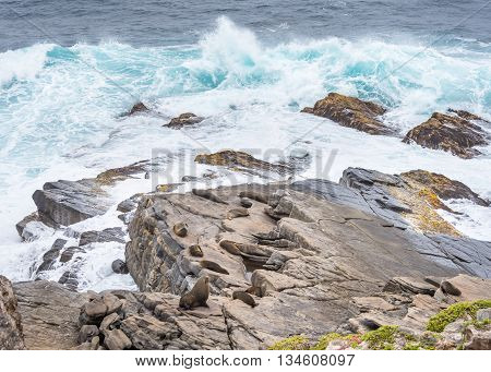 New Zealand fur seals (Arctocephalus forsteri) colony on Cape Du Couedic, in Flinders Chase National Park, Kangaroo Island, South Australia.