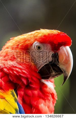 Close Up View At Macaw