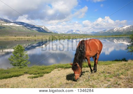  Cavallo vicino al lago di montagna