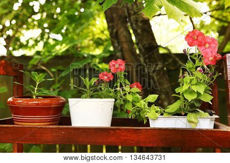 blossoming pot plants on the wooden stand outside on summer garden background