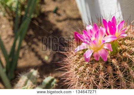 Close shot of a Flower of Neoporteria Subgibbosa Cactus